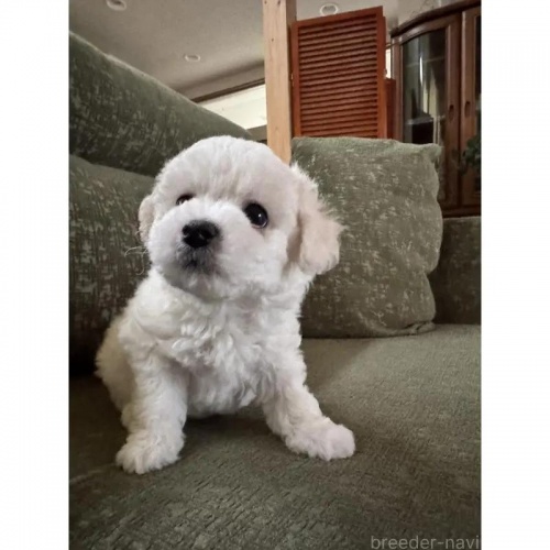 �r�V�����t���[�[�̎q���iID:1252311230�j��5���ڂ̎ʐ^/�X�V��:2026-05-26