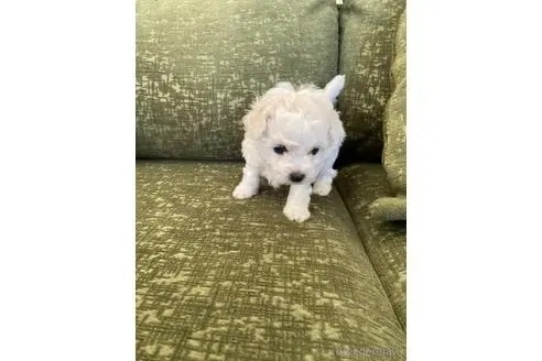 ビションフリーゼの子犬（ID:1252311250）の3枚目の写真/更新日:2023-04-22