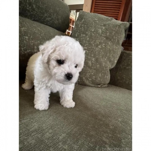 �r�V�����t���[�[�̎q���iID:1252311251�j��5���ڂ̎ʐ^/�X�V��:2026-05-26