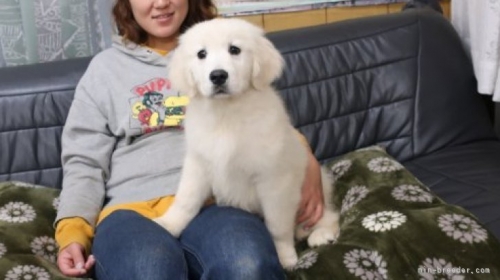 ゴールデンレトリバーの子犬（ID:1252511045）の2枚目の写真/更新日:2021-11-15