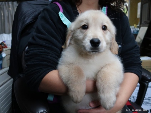 ゴールデンレトリバーの子犬（ID:1252511052）の1枚目の写真/更新日:2021-12-18