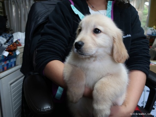 ゴールデンレトリバーの子犬（ID:1252511052）の2枚目の写真/更新日:2021-12-18