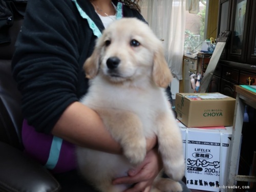 ゴールデンレトリバーの子犬（ID:1252511052）の4枚目の写真/更新日:2021-12-18