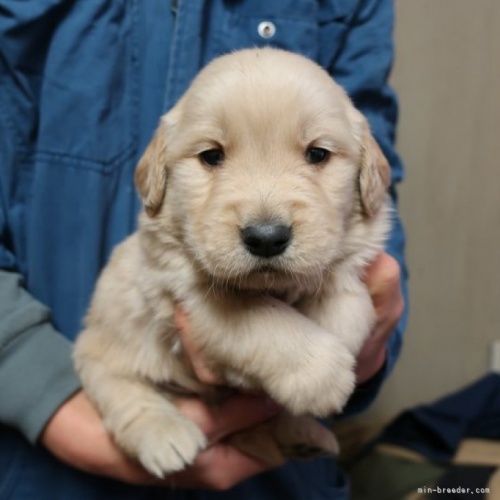 ゴールデンレトリバーの子犬（ID:1252511068）の1枚目の写真/更新日:2023-01-05