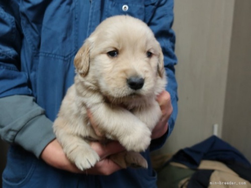 ゴールデンレトリバーの子犬（ID:1252511068）の2枚目の写真/更新日:2023-01-05
