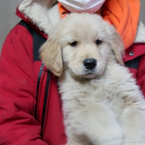 ゴールデンレトリバーの子犬（ID:1252511073）の1枚目の写真/更新日:2023-01-26