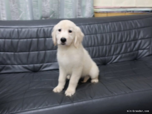 ゴールデンレトリバーの子犬（ID:1252511073）の3枚目の写真/更新日:2023-01-26