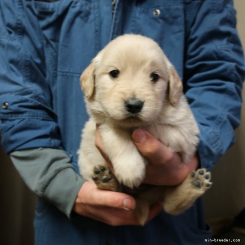 ゴールデンレトリバーの子犬（ID:1252511078）の1枚目の写真/更新日:2023-01-05