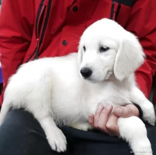 ゴールデンレトリバーの子犬(ID:1252511082)の4枚目の写真/更新日:2025-11-21