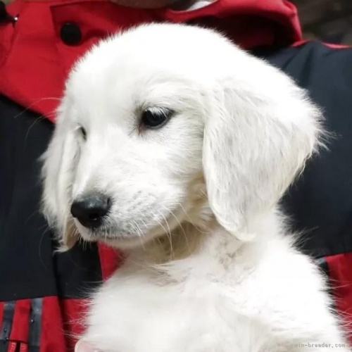 ゴールデンレトリバーの子犬(ID:1252511089)の5枚目の写真/更新日:2025-11-21