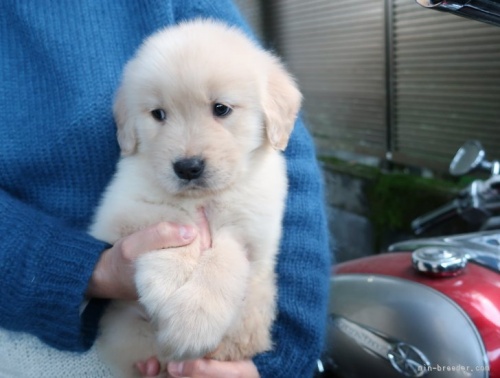 ゴールデンレトリバーの子犬（ID:1252511108）の1枚目の写真/更新日:2022-07-08