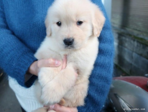 ゴールデンレトリバーの子犬（ID:1252511108）の2枚目の写真/更新日:2022-07-08