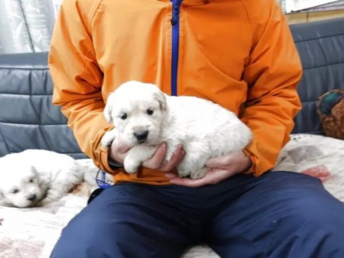 �S�[���f�����g���o�[�̎q���iID:1252511108�j��3���ڂ̎ʐ^/�X�V��:2026-03-16