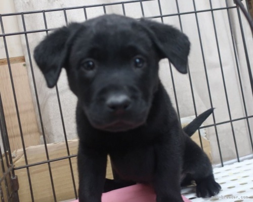 ラブラドールレトリバーの子犬（ID:1252911010）の2枚目の写真/更新日:2023-05-13