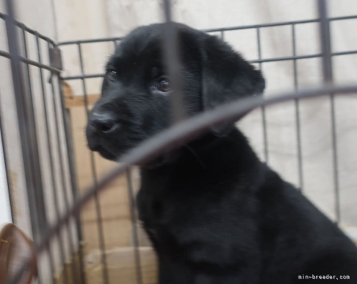 ラブラドールレトリバーの子犬（ID:1252911011）の2枚目の写真/更新日:2023-04-27