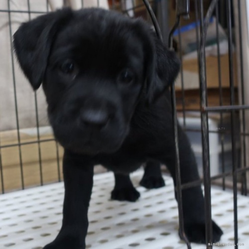 ラブラドールレトリバーの子犬（ID:1252911050）の1枚目の写真/更新日:2023-11-19