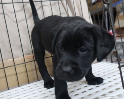 ラブラドールレトリバーの子犬（ID:1252911050）の2枚目の写真/更新日:2022-05-09