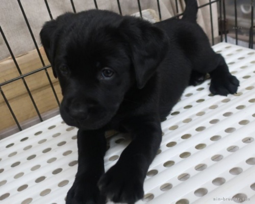 ラブラドールレトリバーの子犬（ID:1252911050）の3枚目の写真/更新日:2022-05-09