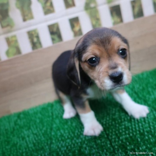 ビーグルの子犬（ID:1252911056）の3枚目の写真/更新日:2022-12-20