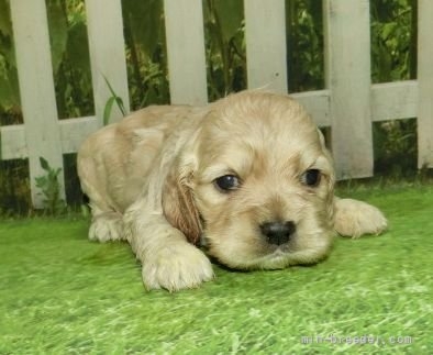 アメリカンコッカースパニエルの子犬（ID:1252911070）の1枚目の写真/更新日:2022-03-22