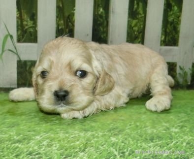 アメリカンコッカースパニエルの子犬（ID:1252911070）の2枚目の写真/更新日:2022-03-22