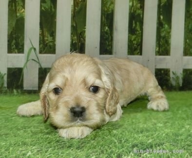 アメリカンコッカースパニエルの子犬（ID:1252911070）の4枚目の写真/更新日:2022-03-22