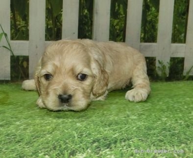 アメリカンコッカースパニエルの子犬（ID:1252911070）の5枚目の写真/更新日:2022-03-22