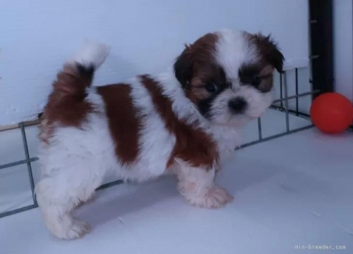 �V�[�Y�[�̎q���iID:1252911072�j��5���ڂ̎ʐ^/�X�V��:2026-01-19