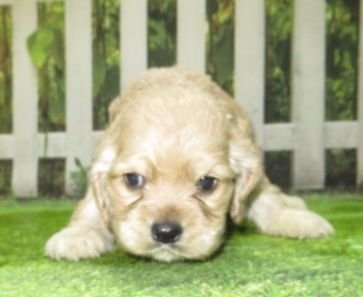 アメリカンコッカースパニエルの子犬（ID:1252911092）の1枚目の写真/更新日:2022-04-03