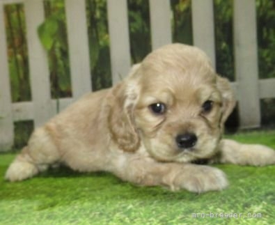 アメリカンコッカースパニエルの子犬（ID:1252911092）の2枚目の写真/更新日:2022-04-03