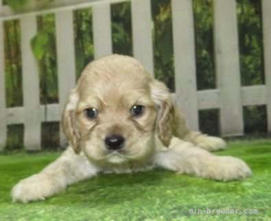 アメリカンコッカースパニエルの子犬（ID:1252911092）の4枚目の写真/更新日:2022-04-03