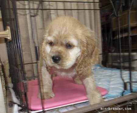 アメリカンコッカースパニエルの子犬（ID:1252911093）の2枚目の写真/更新日:2022-04-24