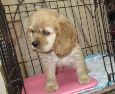 アメリカンコッカースパニエルの子犬（ID:1252911093）の3枚目の写真/更新日:2022-04-24