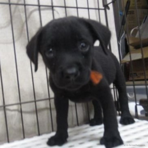 ラブラドールレトリバーの子犬（ID:1252911150）の1枚目の写真/更新日:2022-04-24