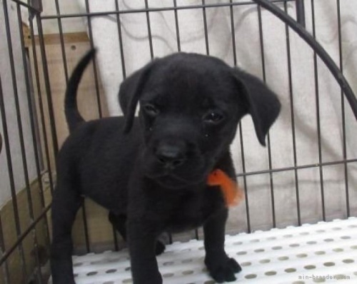 ラブラドールレトリバーの子犬（ID:1252911150）の4枚目の写真/更新日:2022-04-24
