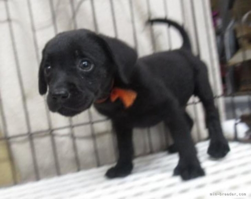 ラブラドールレトリバーの子犬（ID:1252911150）の5枚目の写真/更新日:2022-04-24