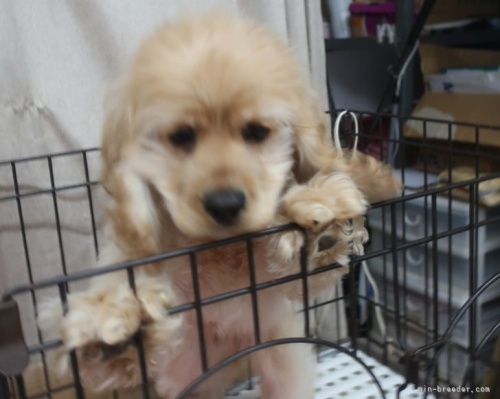 アメリカンコッカースパニエルの子犬（ID:1252911153）の2枚目の写真/更新日:2023-02-28