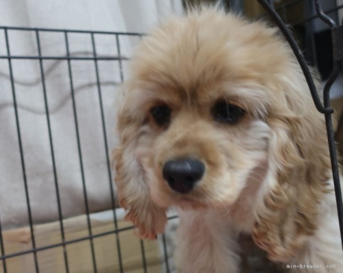 アメリカンコッカースパニエルの子犬（ID:1252911153）の3枚目の写真/更新日:2023-02-28