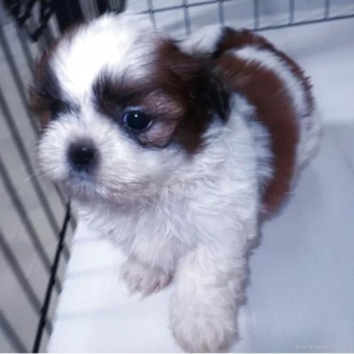 �V�[�Y�[�̎q���iID:1252911174�j��4���ڂ̎ʐ^/�X�V��:2026-01-19