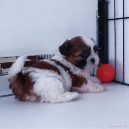 �V�[�Y�[�̎q���iID:1252911174�j��5���ڂ̎ʐ^/�X�V��:2026-01-19