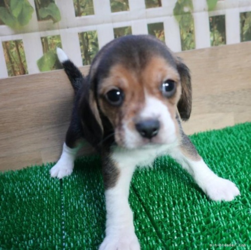 ビーグルの子犬（ID:1252911175）の1枚目の写真/更新日:2022-12-20