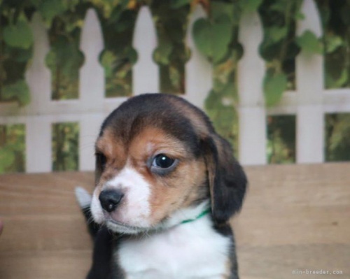 ビーグルの子犬（ID:1252911175）の5枚目の写真/更新日:2022-12-20