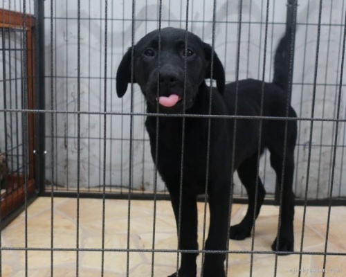 ラブラドールレトリバーの子犬（ID:1252911211）の4枚目の写真/更新日:2023-03-09