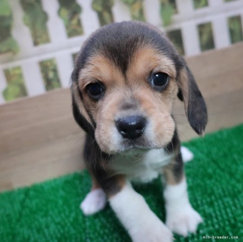 ビーグルの子犬（ID:1252911219）の1枚目の写真/更新日:2022-12-20