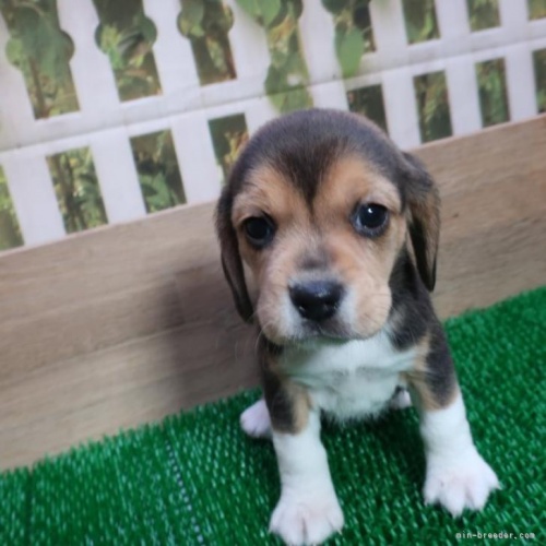 ビーグルの子犬（ID:1252911219）の3枚目の写真/更新日:2022-12-20