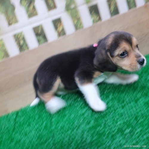 ビーグルの子犬（ID:1252911219）の5枚目の写真/更新日:2022-12-20