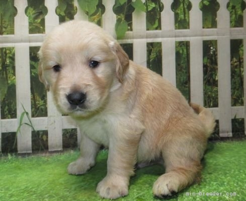 ゴールデンレトリバーの子犬（ID:1252911226）の4枚目の写真/更新日:2022-04-12