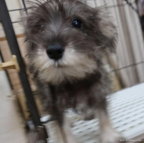 ミニチュアシュナウザーの子犬（ID:1252911249）の1枚目の写真/更新日:2022-08-21