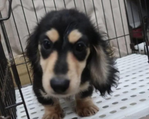 ミニチュアダックスフンド（ロング）の子犬（ID:1252911255）の4枚目の写真/更新日:2024-01-29