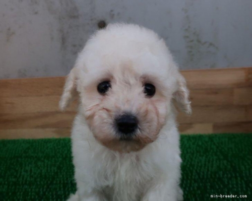 トイプードルの子犬（ID:1252911267）の5枚目の写真/更新日:2022-11-15